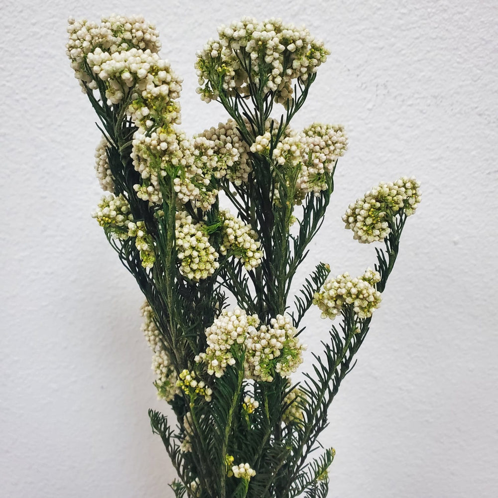 Preserved Rice Flower - White - Cream (010) - BLOOMINGFUL.COM - wedding, event, decor, gift, bouquet, arrangement, bridal, garland, fresh dried preserved artificial silk, birthday housewarming foliage
