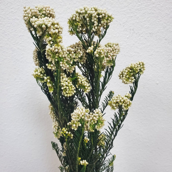 Preserved Rice Flower - White - Cream (010) - BLOOMINGFUL.COM - wedding, event, decor, gift, bouquet, arrangement, bridal, garland, fresh dried preserved artificial silk, birthday housewarming foliage