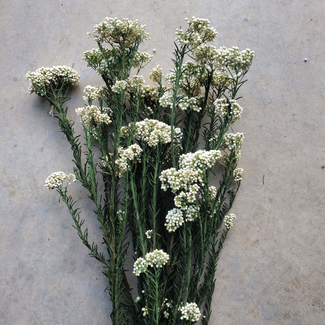 Preserved Rice Flower - White - Cream (010) - BLOOMINGFUL.COM - wedding, event, decor, gift, bouquet, arrangement, bridal, garland, fresh dried preserved artificial silk, birthday housewarming foliage