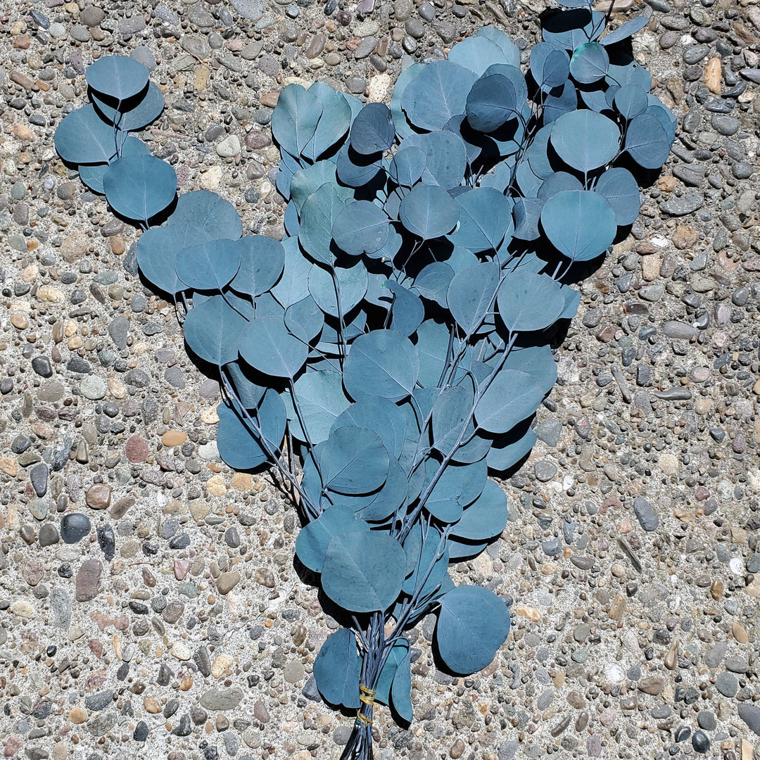 Preserved Silver Dollar Eucalyptus - Blue - BLOOMINGFUL.COM - wedding, event, decor, gift, bouquet, arrangement, bridal, garland, fresh dried preserved artificial silk, birthday housewarming foliage