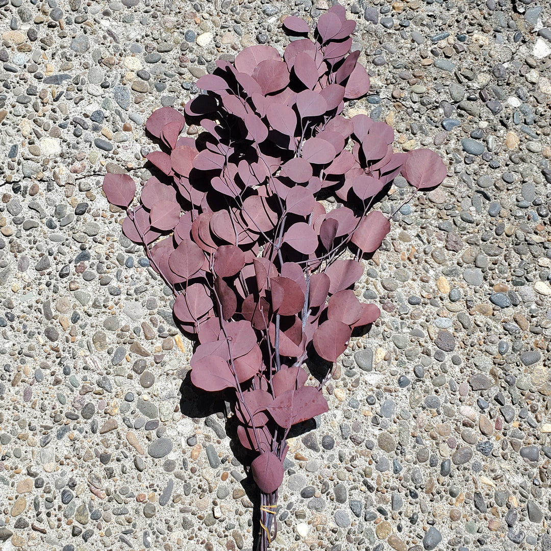 Preserved Silver Dollar Eucalyptus - Burgundy Red - BLOOMINGFUL.COM - wedding, event, decor, gift, bouquet, arrangement, bridal, garland, fresh dried preserved artificial silk, birthday housewarming foliage