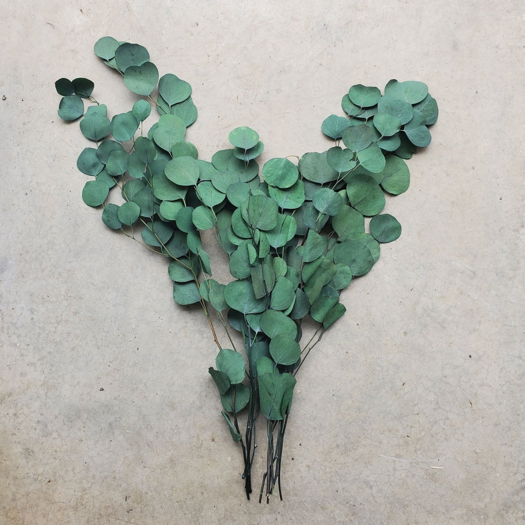 Preserved Silver Dollar Eucalyptus - Medium Green - BLOOMINGFUL.COM - wedding, event, decor, gift, bouquet, arrangement, bridal, garland, fresh dried preserved artificial silk, birthday housewarming foliage