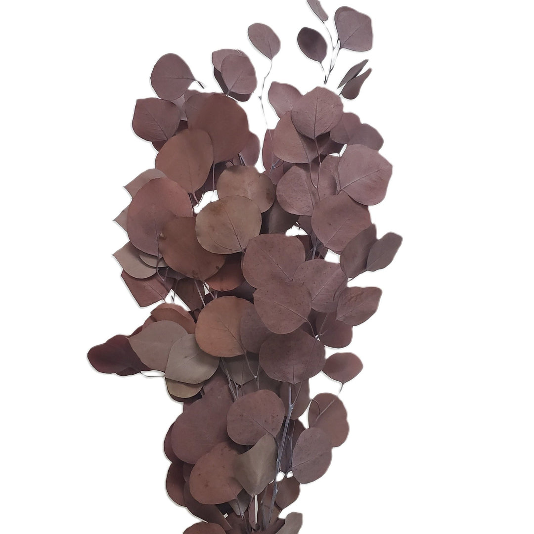 Preserved Silver Dollar Eucalyptus - Terracotta Orange (103) - BLOOMINGFUL.COM - wedding, event, decor, gift, bouquet, arrangement, bridal, garland, fresh dried preserved artificial silk, birthday housewarming foliage