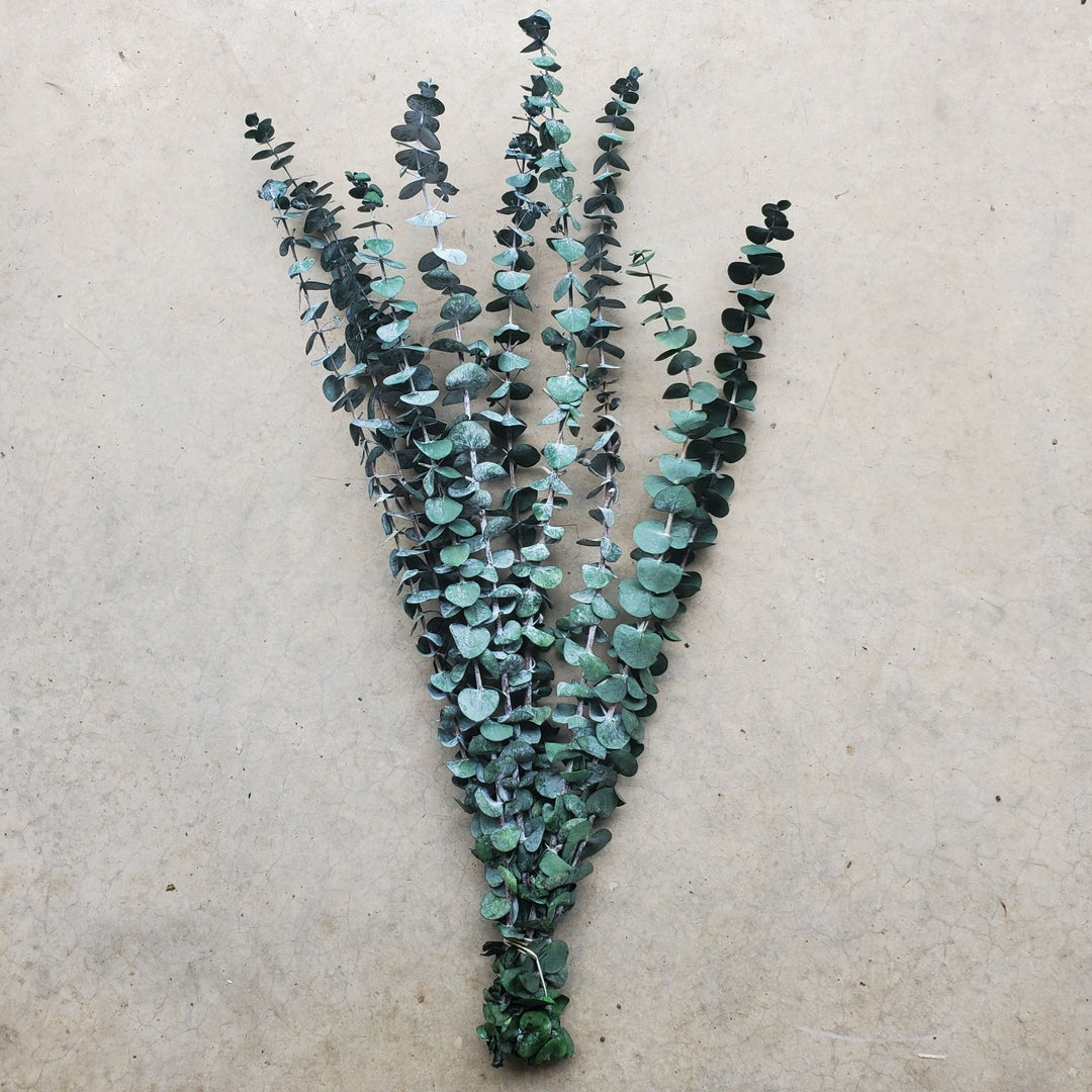 Preserved Spiral Eucalyptus - Frosty Green (10 stems) - BLOOMINGFUL.COM - wedding, event, decor, gift, bouquet, arrangement, bridal, garland, fresh dried preserved artificial silk, birthday housewarming foliage