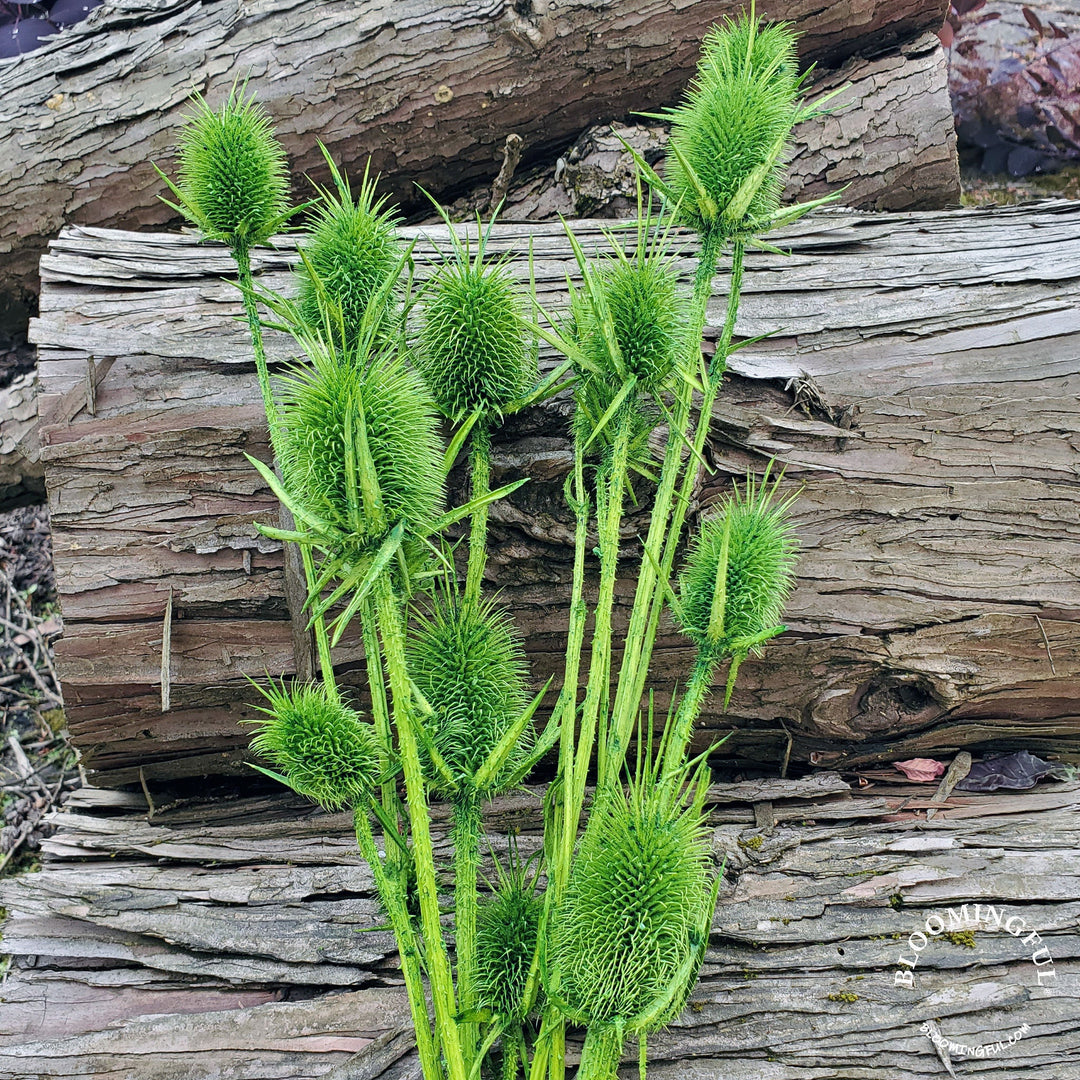 Preserved Teasel Thistle XL Flowers - Basil Green (008) - BLOOMINGFUL.COM - wedding, event, decor, gift, bouquet, arrangement, bridal, garland, fresh dried preserved artificial silk, birthday housewarming foliage