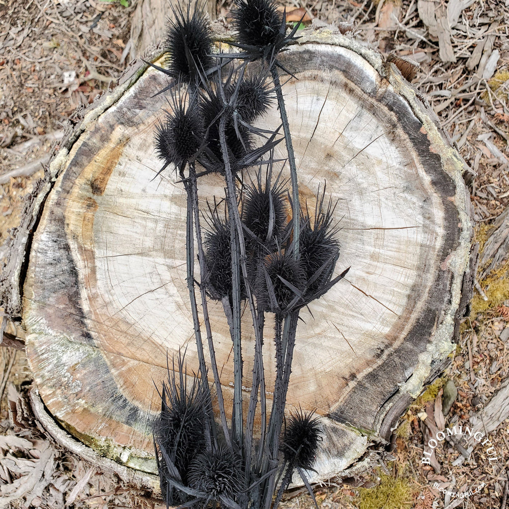 Preserved Teasel Thistle XL Flowers - Black (022) - BLOOMINGFUL.COM - wedding, event, decor, gift, bouquet, arrangement, bridal, garland, fresh dried preserved artificial silk, birthday housewarming foliage