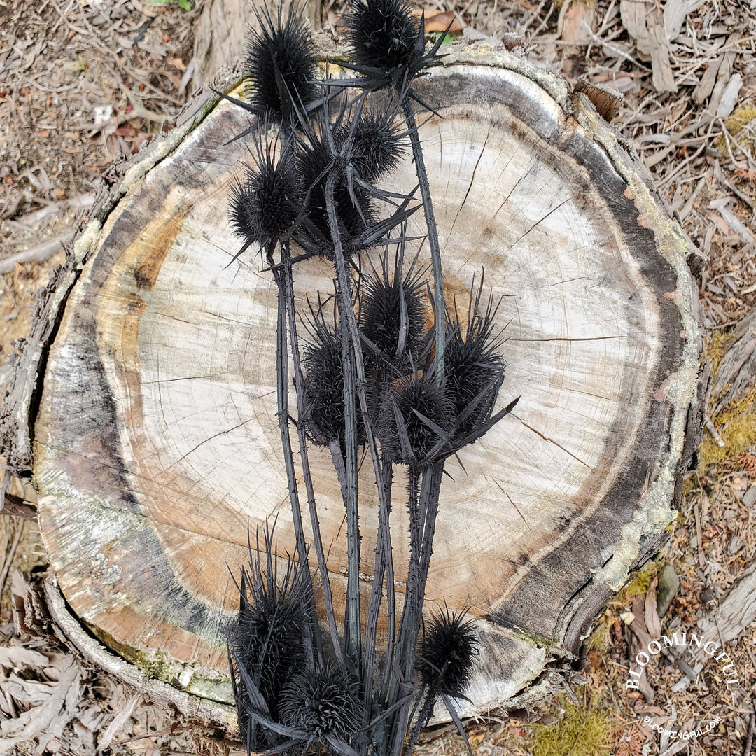 Preserved Teasel Thistle XL Flowers - Black (022) - BLOOMINGFUL.COM - wedding, event, decor, gift, bouquet, arrangement, bridal, garland, fresh dried preserved artificial silk, birthday housewarming foliage