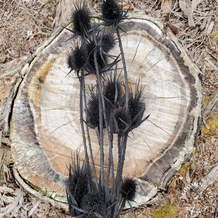 Preserved Teasel Thistle XL Flowers - Black (022) - BLOOMINGFUL.COM - wedding, event, decor, gift, bouquet, arrangement, bridal, garland, fresh dried preserved artificial silk, birthday housewarming foliage