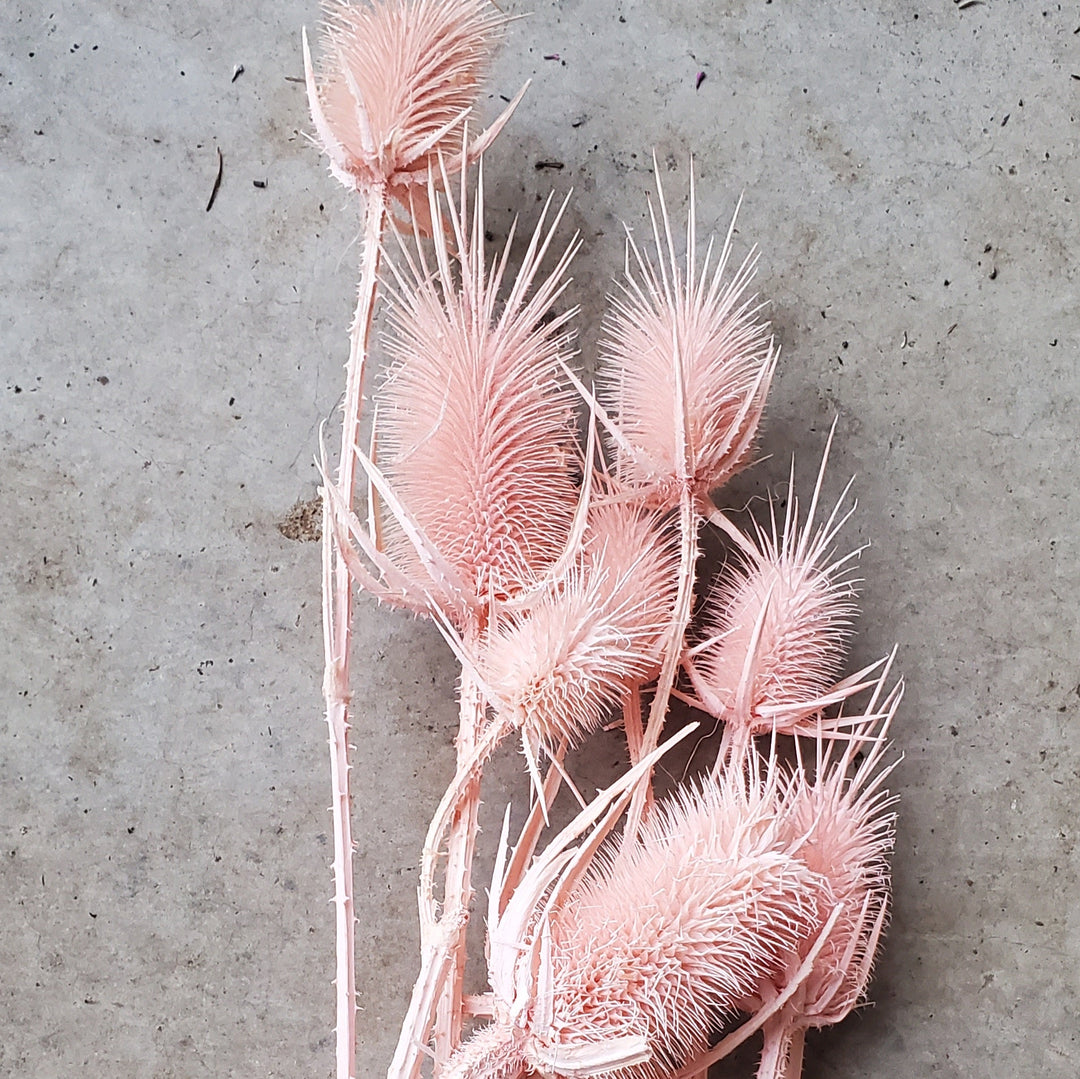 Preserved Teasel Thistle XL Flowers - Blush, Light Pink (018) - BLOOMINGFUL.COM - wedding, event, decor, gift, bouquet, arrangement, bridal, garland, fresh dried preserved artificial silk, birthday housewarming foliage