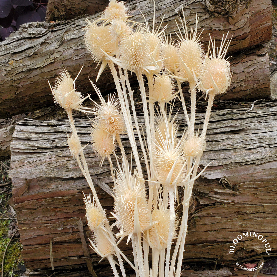 Preserved Teasel Thistle XL Flowers - Champagne Cream (007) - BLOOMINGFUL.COM - wedding, event, decor, gift, bouquet, arrangement, bridal, garland, fresh dried preserved artificial silk, birthday housewarming foliage