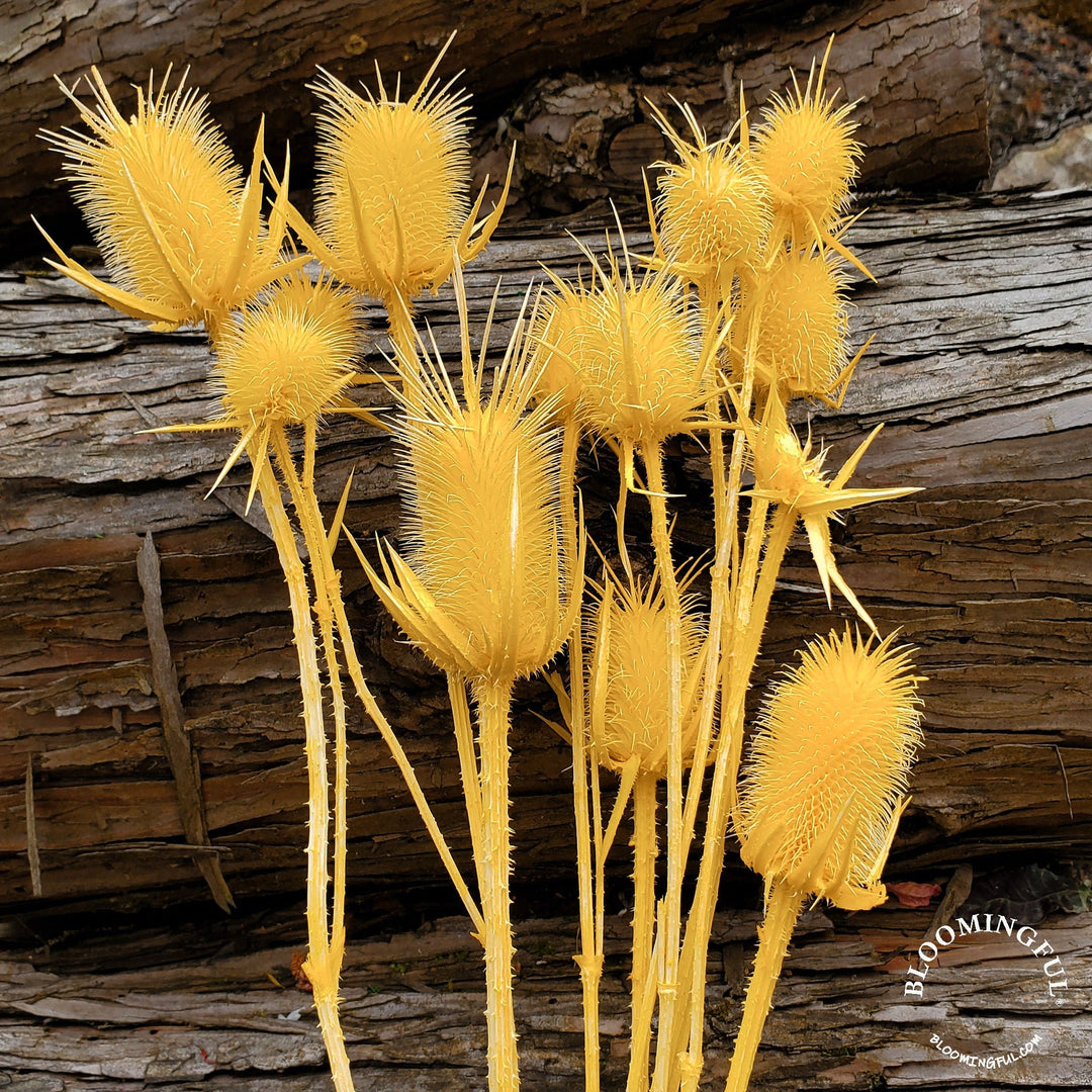 Preserved Teasel Thistle XL Flowers - Golden Yellow (012) - BLOOMINGFUL.COM - wedding, event, decor, gift, bouquet, arrangement, bridal, garland, fresh dried preserved artificial silk, birthday housewarming foliage