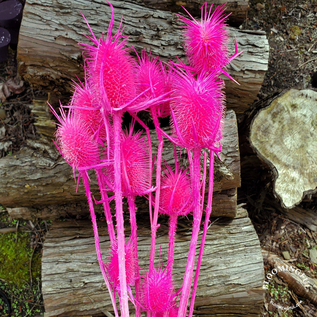Preserved Teasel Thistle XL Flowers - Hot Pink Magenta (009) - BLOOMINGFUL.COM - wedding, event, decor, gift, bouquet, arrangement, bridal, garland, fresh dried preserved artificial silk, birthday housewarming foliage