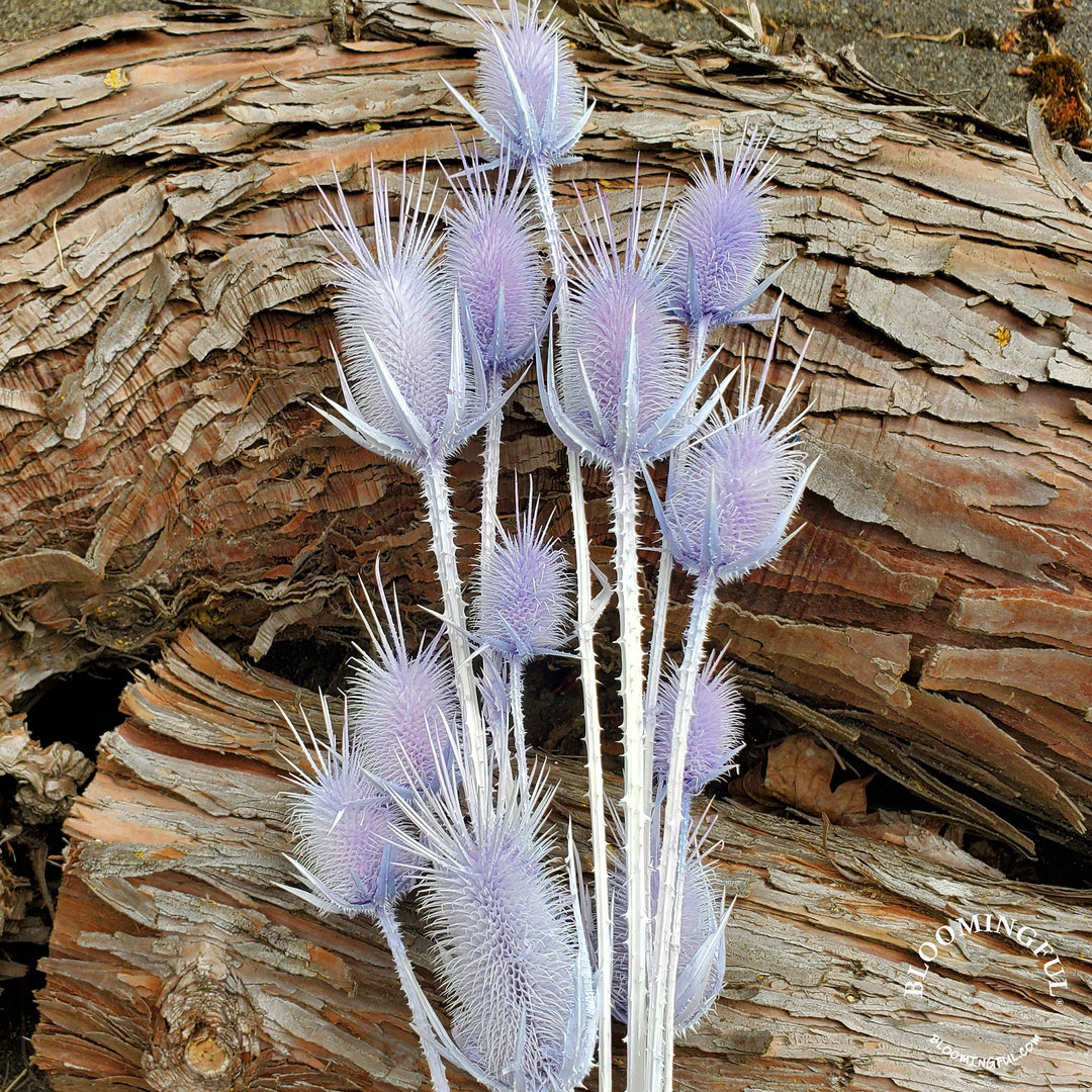 Preserved Teasel Thistle XL Flowers - Light Purple (013) - BLOOMINGFUL.COM - wedding, event, decor, gift, bouquet, arrangement, bridal, garland, fresh dried preserved artificial silk, birthday housewarming foliage