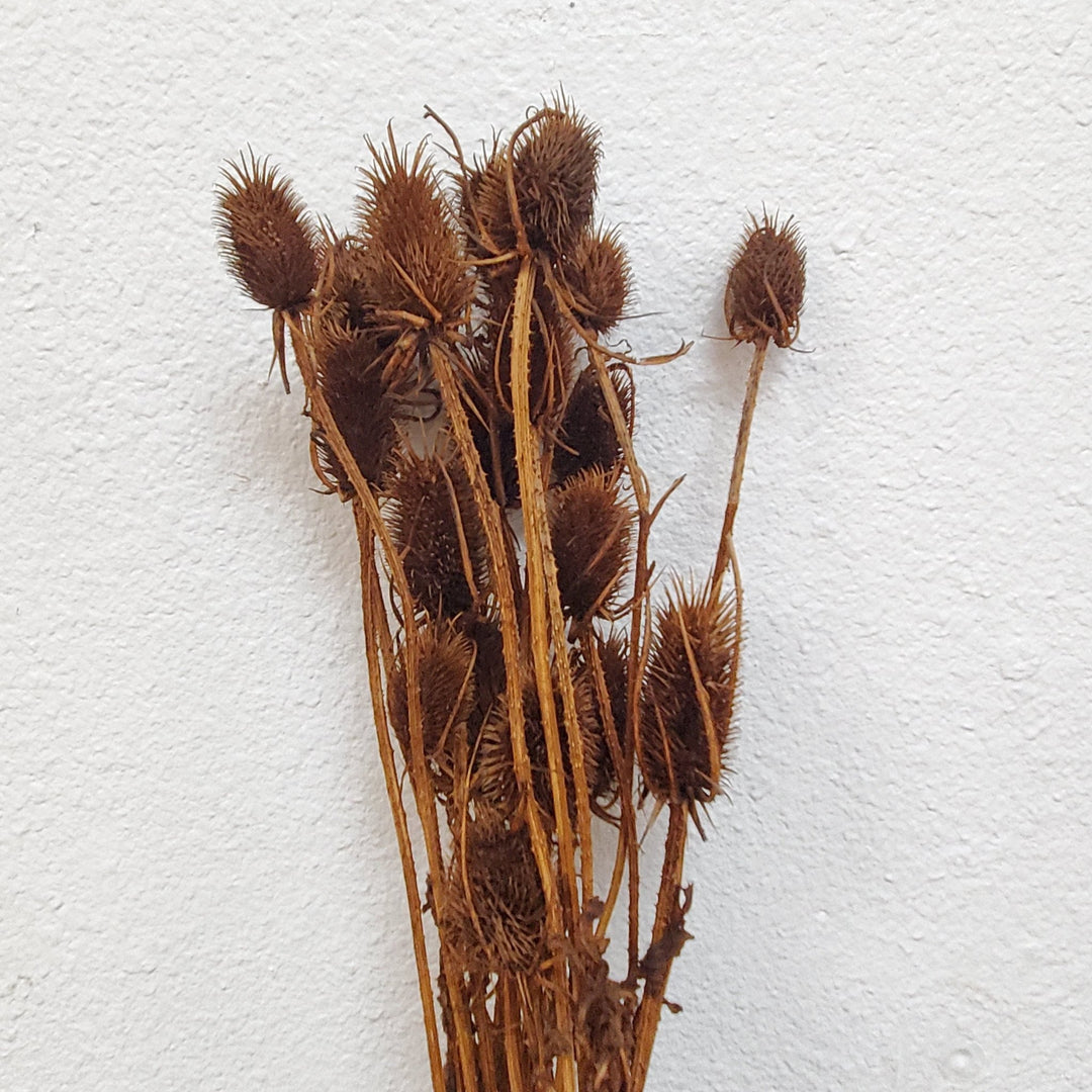 Preserved Teasel Thistle XL Flowers - Oak Brown (016) - BLOOMINGFUL.COM - wedding, event, decor, gift, bouquet, arrangement, bridal, garland, fresh dried preserved artificial silk, birthday housewarming foliage