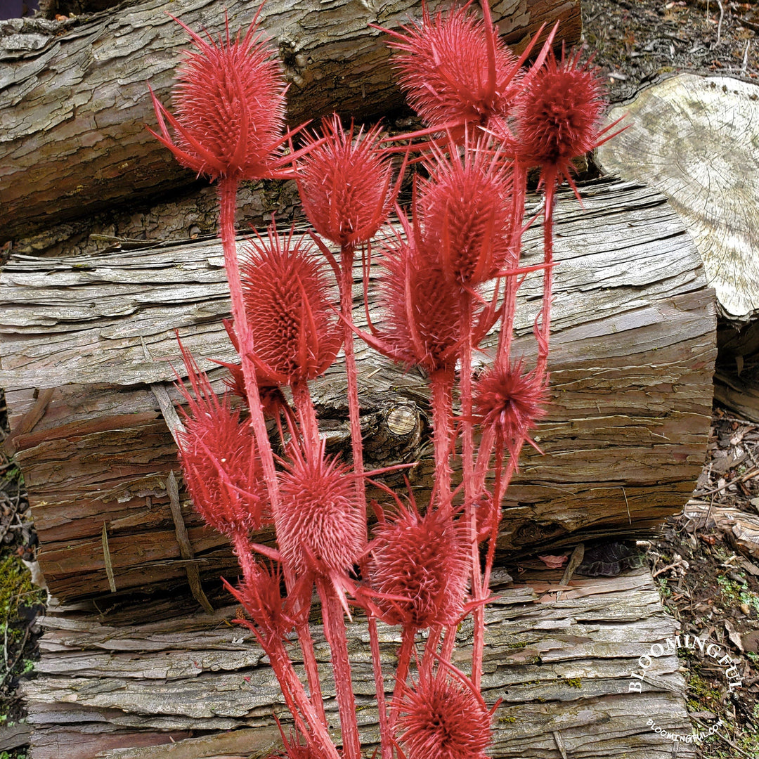 Preserved Teasel Thistle XL Flowers - Rusty Burgundy Red (011) - BLOOMINGFUL.COM - wedding, event, decor, gift, bouquet, arrangement, bridal, garland, fresh dried preserved artificial silk, birthday housewarming foliage