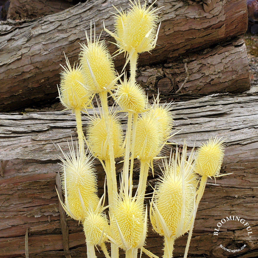 Preserved Teasel Thistle XL Flowers - Soft Pastel Yellow (014) - BLOOMINGFUL.COM - wedding, event, decor, gift, bouquet, arrangement, bridal, garland, fresh dried preserved artificial silk, birthday housewarming foliage