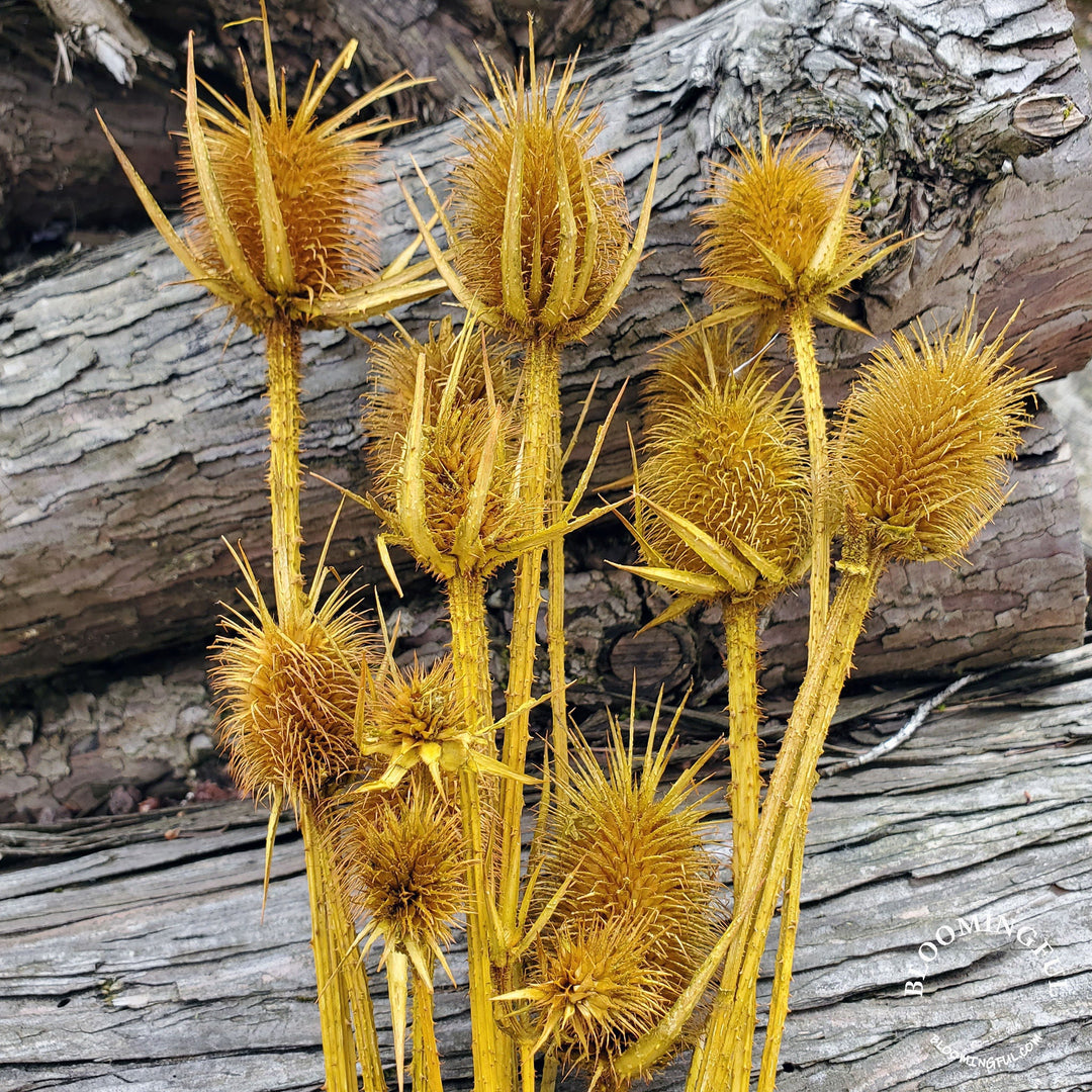 Preserved Teasel Thistle XL Flowers - Terracotta Copper Brown (010) - BLOOMINGFUL.COM - wedding, event, decor, gift, bouquet, arrangement, bridal, garland, fresh dried preserved artificial silk, birthday housewarming foliage