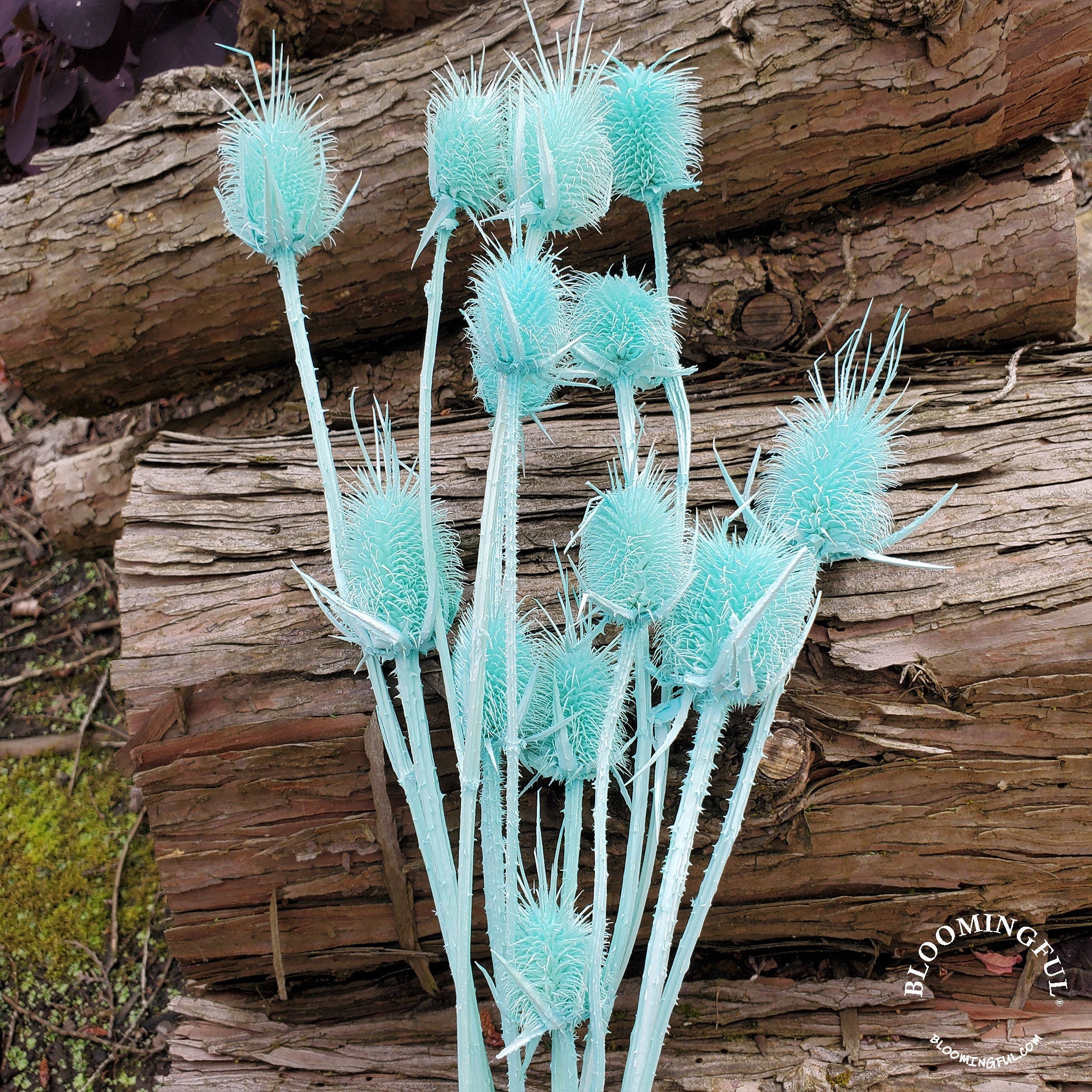 Preserved Teasel Thistle XL Flowers - Tiffany Blue (015) - BLOOMINGFUL.COM - wedding, event, decor, gift, bouquet, arrangement, bridal, garland, fresh dried preserved artificial silk, birthday housewarming foliage