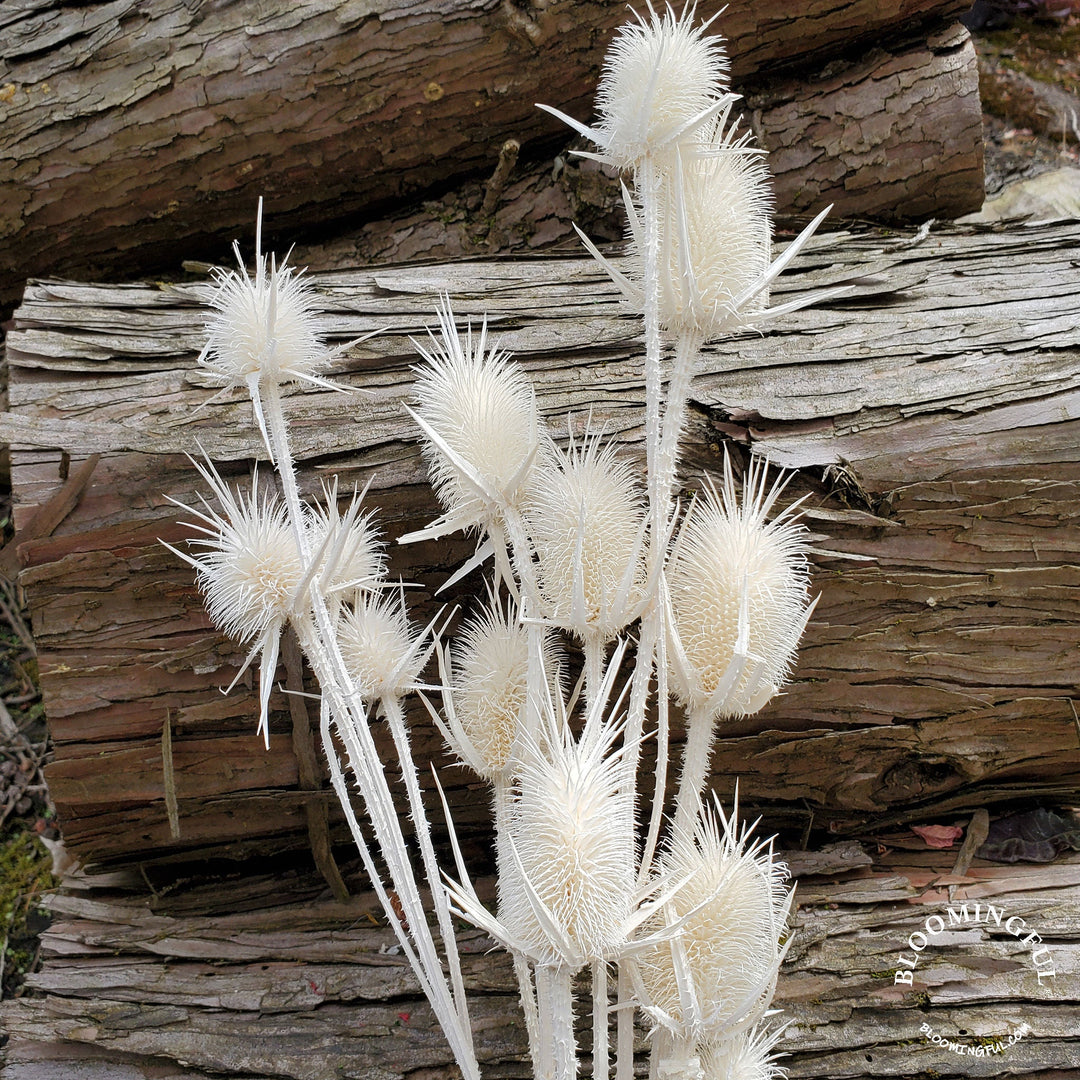 Preserved Teasel Thistle XL Flowers - White Cream (006) - BLOOMINGFUL.COM - wedding, event, decor, gift, bouquet, arrangement, bridal, garland, fresh dried preserved artificial silk, birthday housewarming foliage