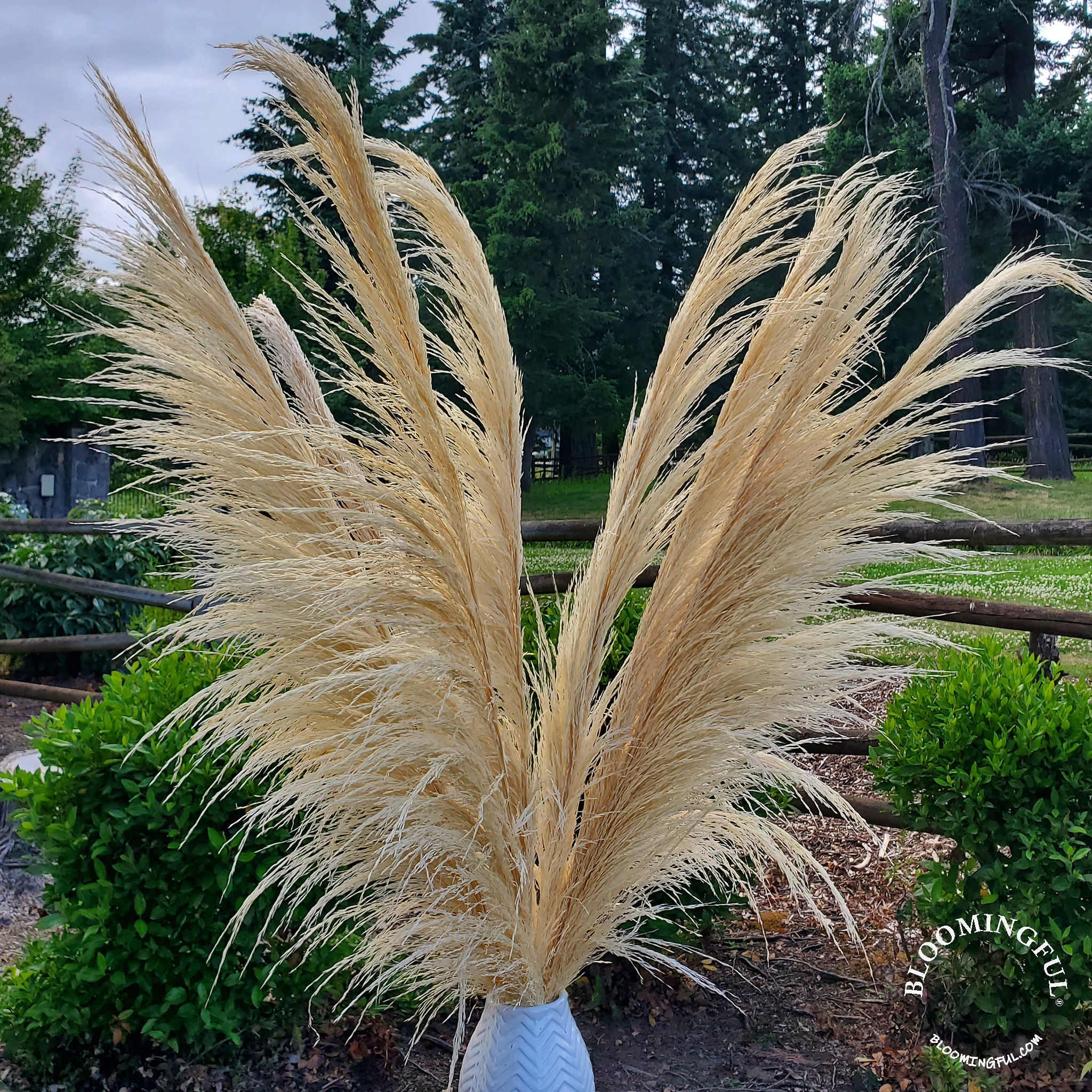 Silky Large Pampas (3 - 4ft) - Bleached Cream - BLOOMINGFUL.COM - wedding, event, decor, gift, bouquet, arrangement, bridal, garland, fresh dried preserved artificial silk, birthday housewarming foliage