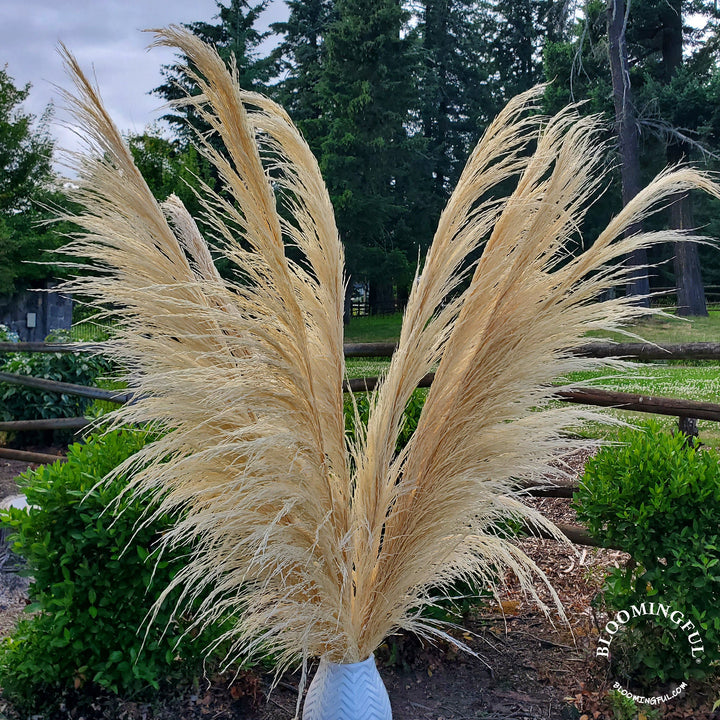 Silky Large Pampas (3 - 4ft) - Bleached Cream - BLOOMINGFUL.COM - wedding, event, decor, gift, bouquet, arrangement, bridal, garland, fresh dried preserved artificial silk, birthday housewarming foliage