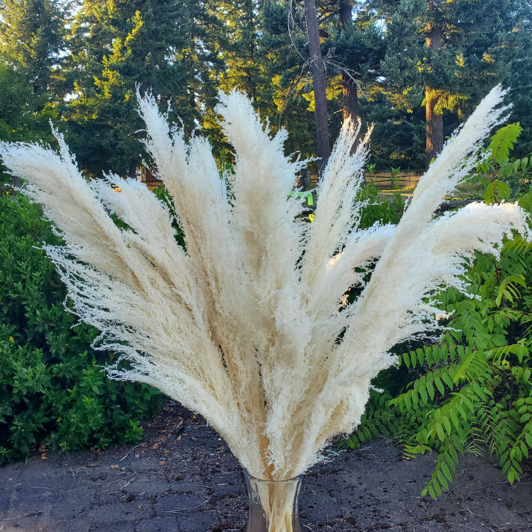 Silky Large Pampas (3 - 4ft) - White/Cream - BLOOMINGFUL.COM - wedding, event, decor, gift, bouquet, arrangement, bridal, garland, fresh dried preserved artificial silk, birthday housewarming foliage