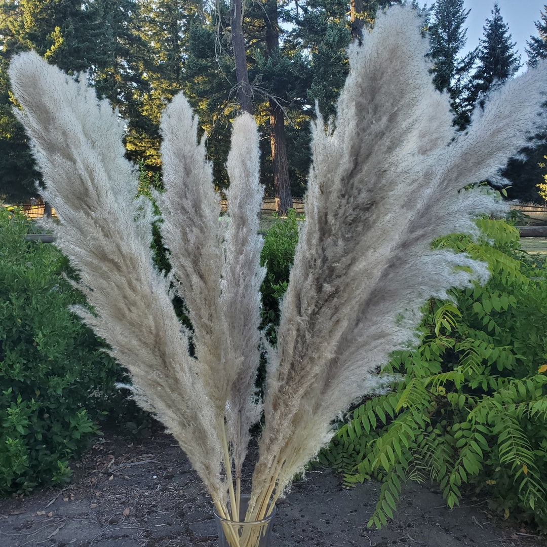 X - Large Dried Pampas Grass (3 - 4ft), Large Fluffy Plume - Natural Beige (Gray - Purple Undertone) (G63) - BLOOMINGFUL.COM - wedding, event, decor, gift, bouquet, arrangement, bridal, garland, fresh dried preserved artificial silk, birthday housewarming foliage