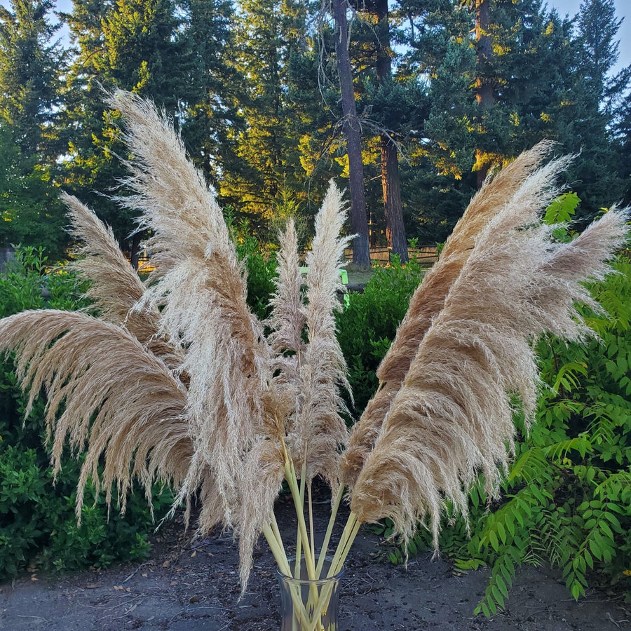 Natural Preserved Feathery Pampas with a silky finish