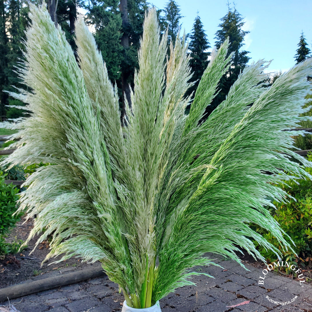 X - Large Preserved Pampas Grass (3 - 4ft), Large Fluffy Plume - Heathered Basil Green - BLOOMINGFUL.COM - wedding, event, decor, gift, bouquet, arrangement, bridal, garland, fresh dried preserved artificial silk, birthday housewarming foliage