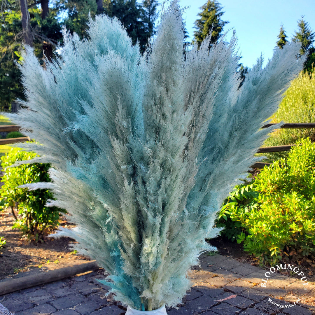 X - Large Preserved Pampas Grass (3 - 4ft), Large Fluffy Plume - Heathered Dusty Blue - BLOOMINGFUL.COM - wedding, event, decor, gift, bouquet, arrangement, bridal, garland, fresh dried preserved artificial silk, birthday housewarming foliage