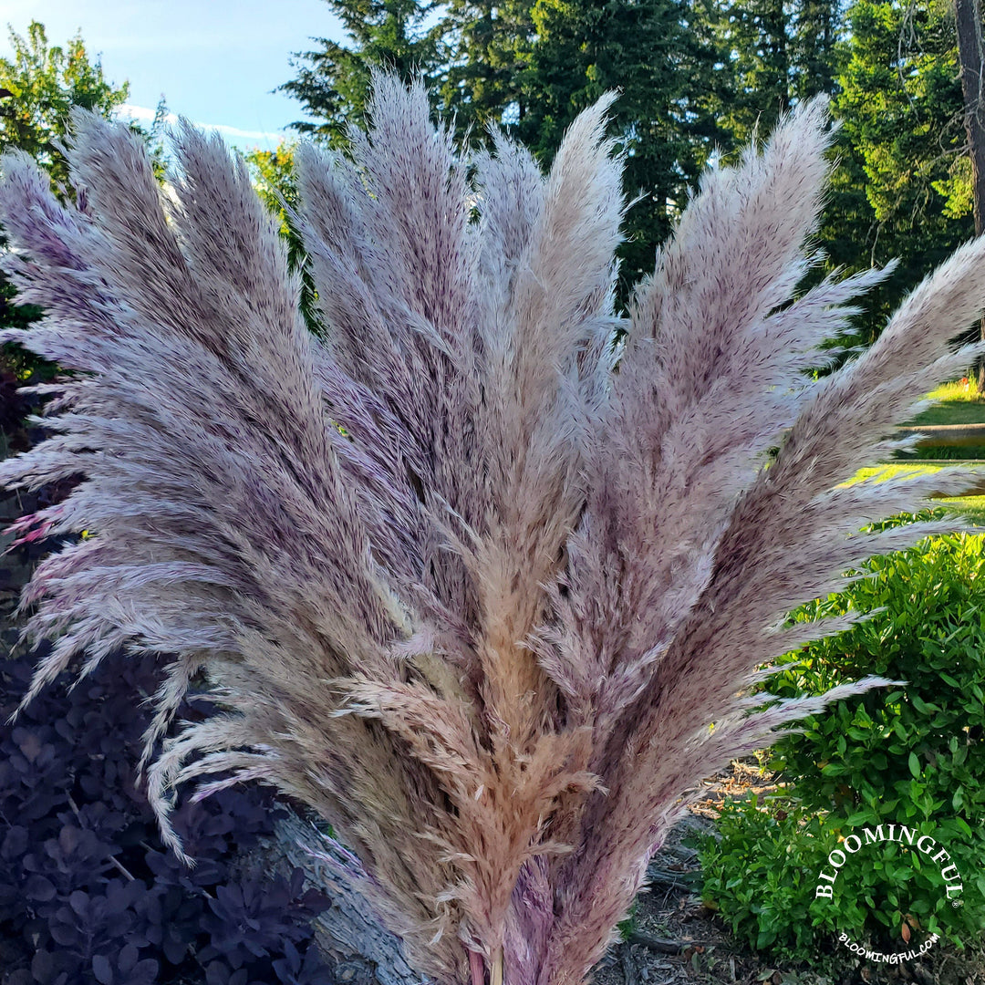 X - Large Preserved Pampas Grass (3 - 4ft), Large Fluffy Plume - Heathered Dusty Purple - BLOOMINGFUL.COM - wedding, event, decor, gift, bouquet, arrangement, bridal, garland, fresh dried preserved artificial silk, birthday housewarming foliage