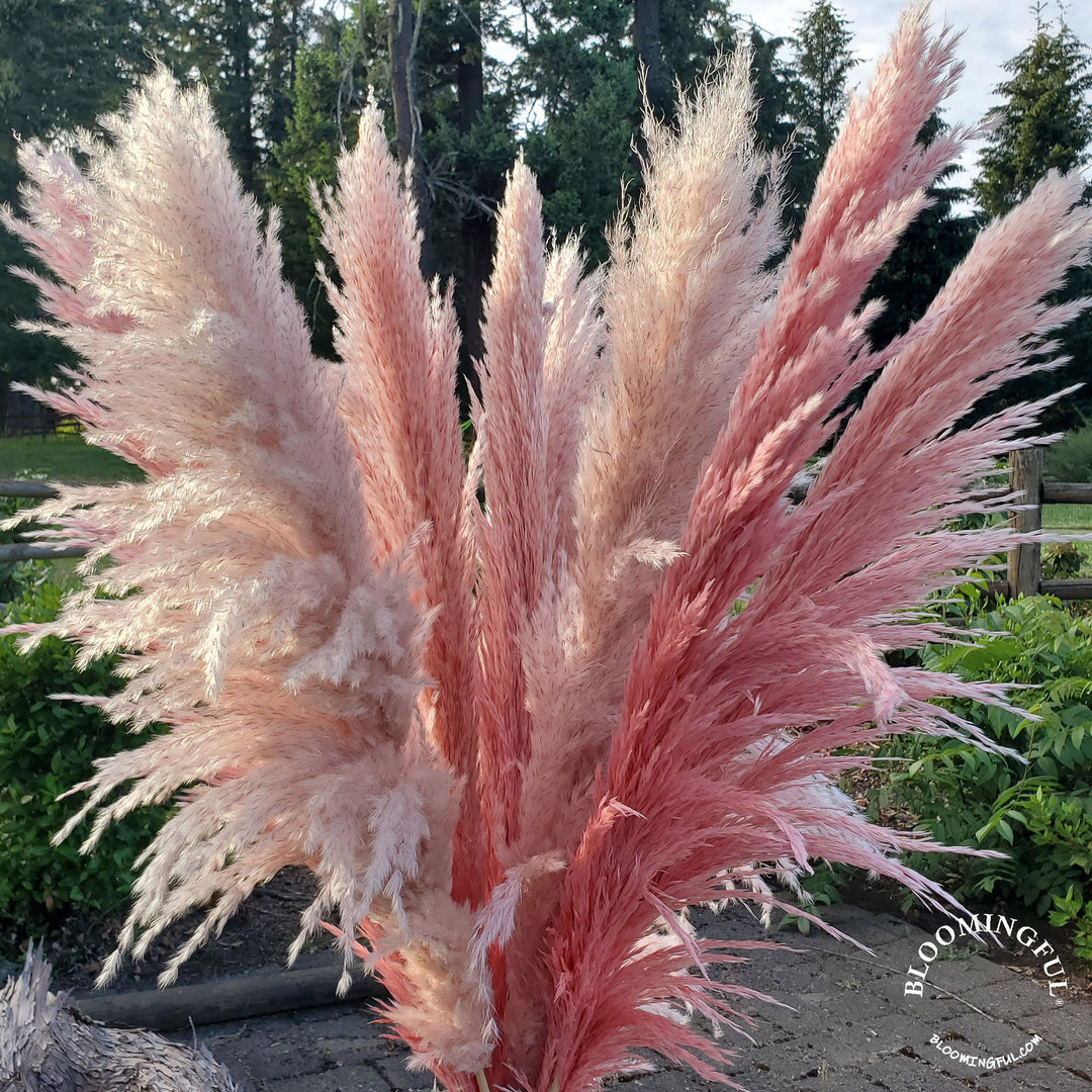 X - Large Preserved Pampas Grass (3 - 4ft), Large Fluffy Plume - Heathered Rose Pink - BLOOMINGFUL.COM - wedding, event, decor, gift, bouquet, arrangement, bridal, garland, fresh dried preserved artificial silk, birthday housewarming foliage