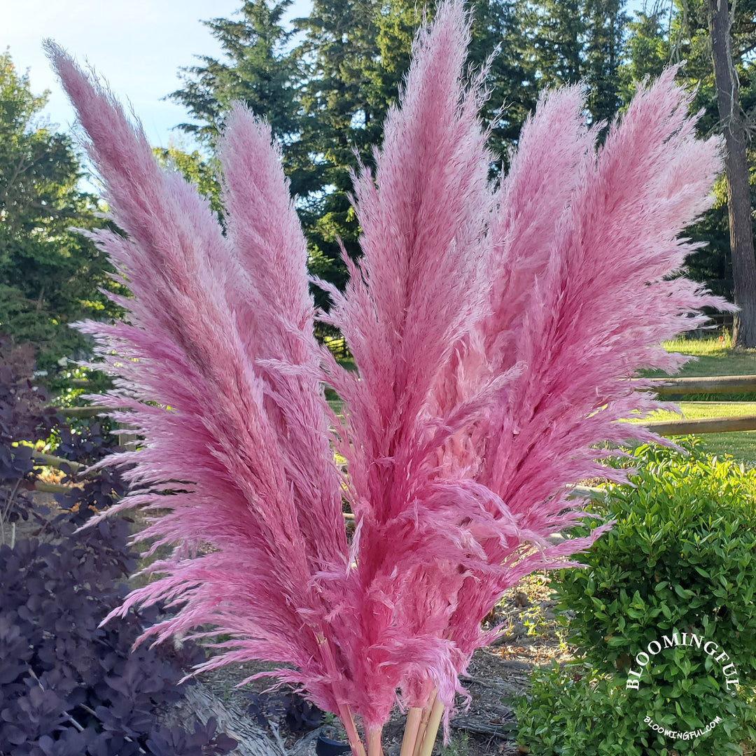 X - Large Preserved Pampas Grass (3 - 4ft), Large Fluffy Plume - Pink - BLOOMINGFUL.COM - wedding, event, decor, gift, bouquet, arrangement, bridal, garland, fresh dried preserved artificial silk, birthday housewarming foliage