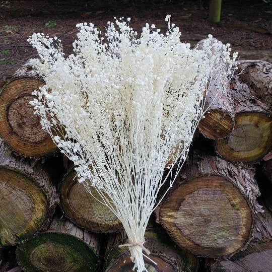 Medium White Beige Dried Flower Arrangement Natural Preserved