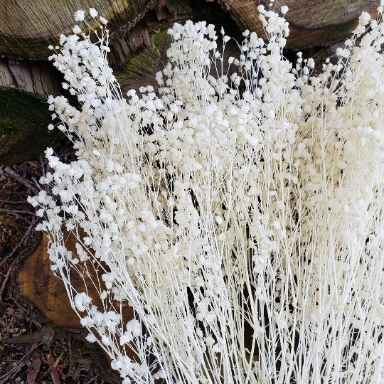 Dried Babys Breath Gypsophila White Flowers Stock Photo