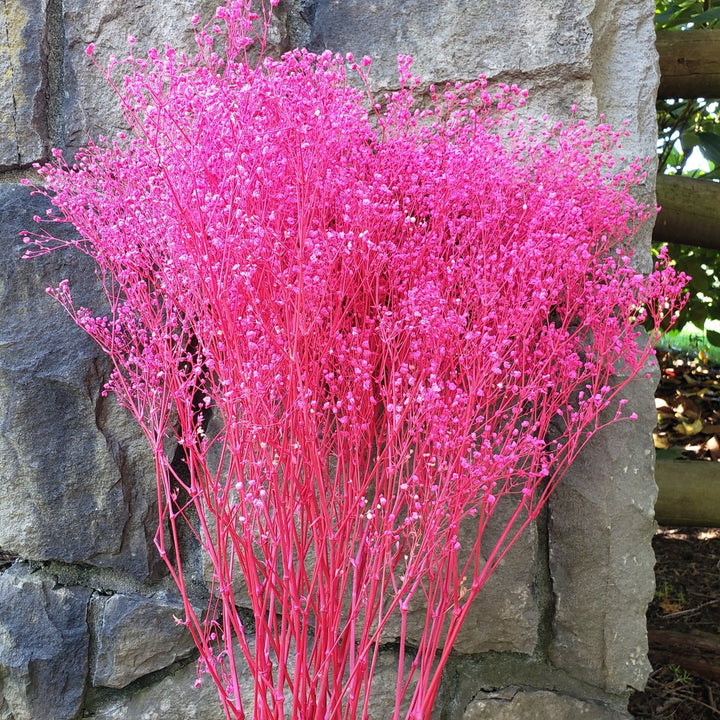 preserved pink dried babys breath gypsophila flowers, white, cream, ivory, champagne, vanilla, stardust, million stars, xcellence excellence, bouquet, gift, wedding, bridal, bouquet, event, florist, bloomingful