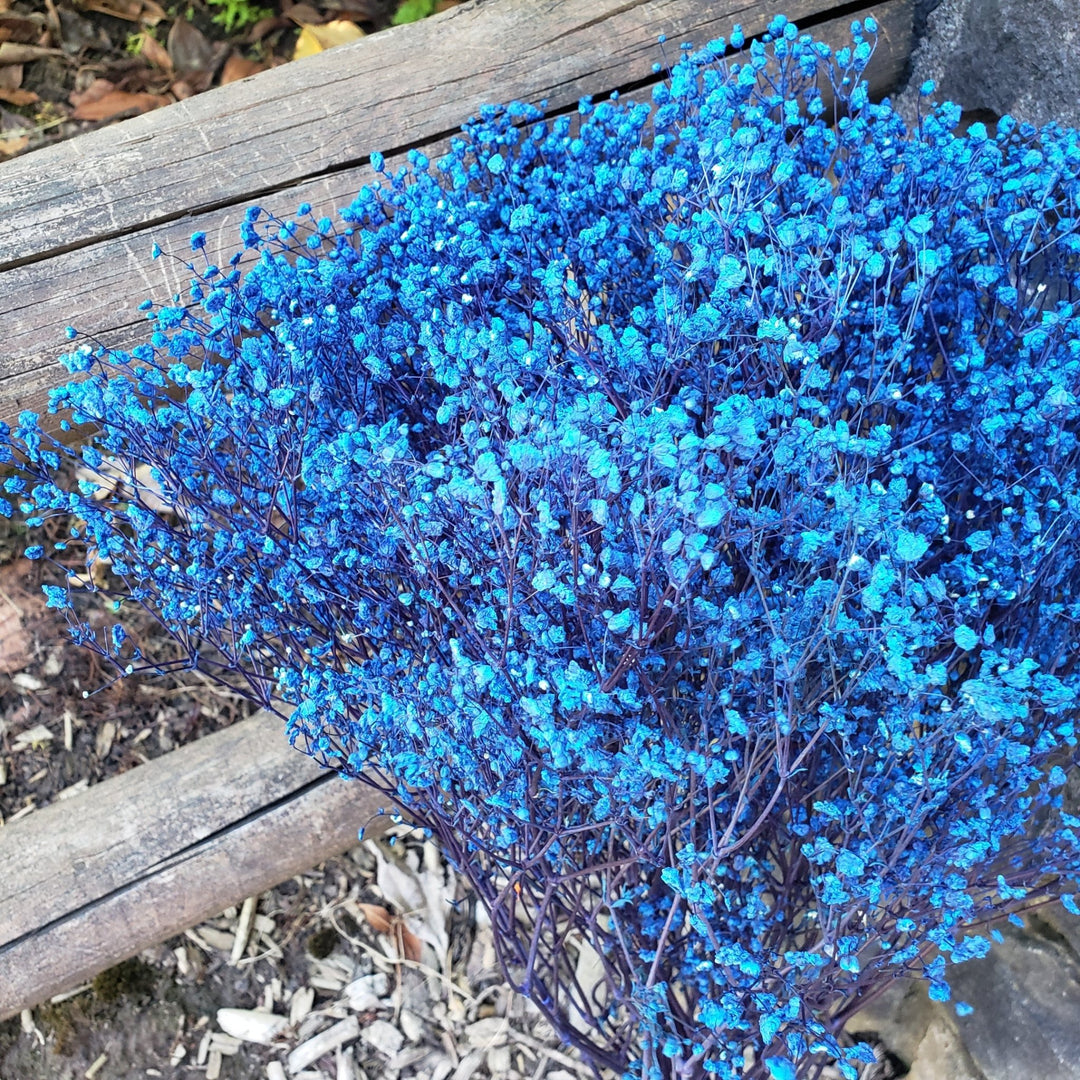 preserved blue dried babys breath gypsophila flowers, white, cream, ivory, champagne, vanilla, stardust, million stars, xcellence excellence, bouquet, gift, wedding, bridal, bouquet, event, florist, bloomingful