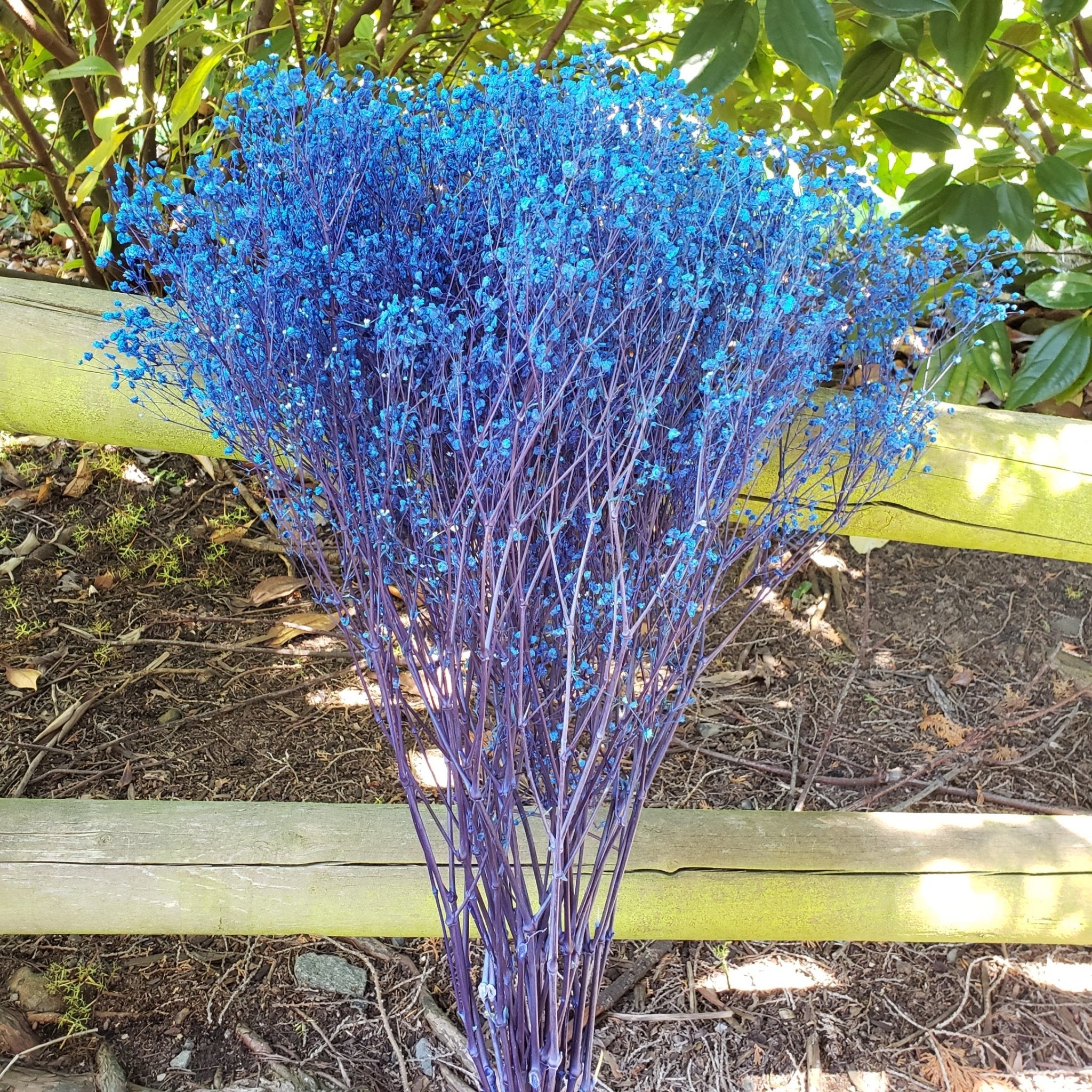 BULK BOX:  Preserved Gypsophila, Medium-Large Bloom - Royal Blue