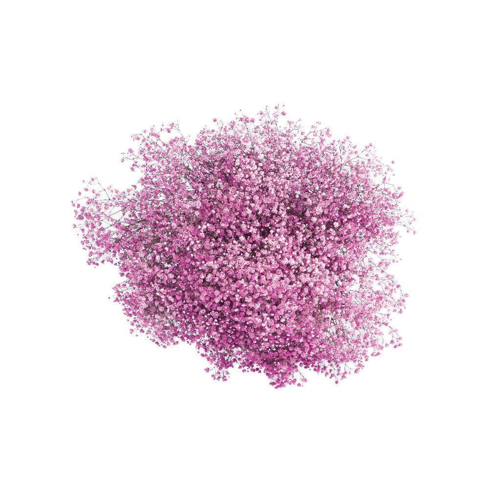 Bulk Fresh Baby's Breath, Gypsophila - Dark Pink (200-300 stems)