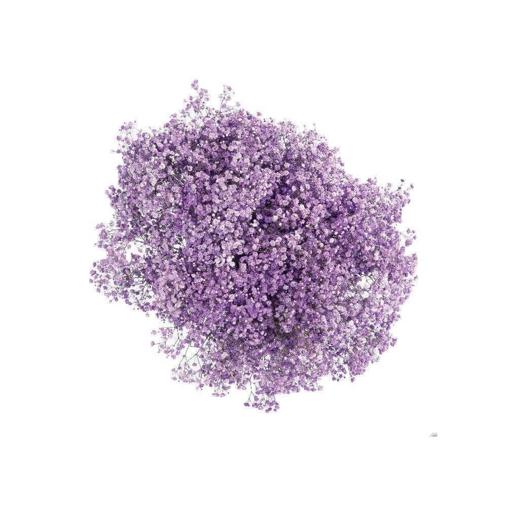 Bulk Fresh Baby's Breath, Gypsophila - Dark Purple (200-300 stems)