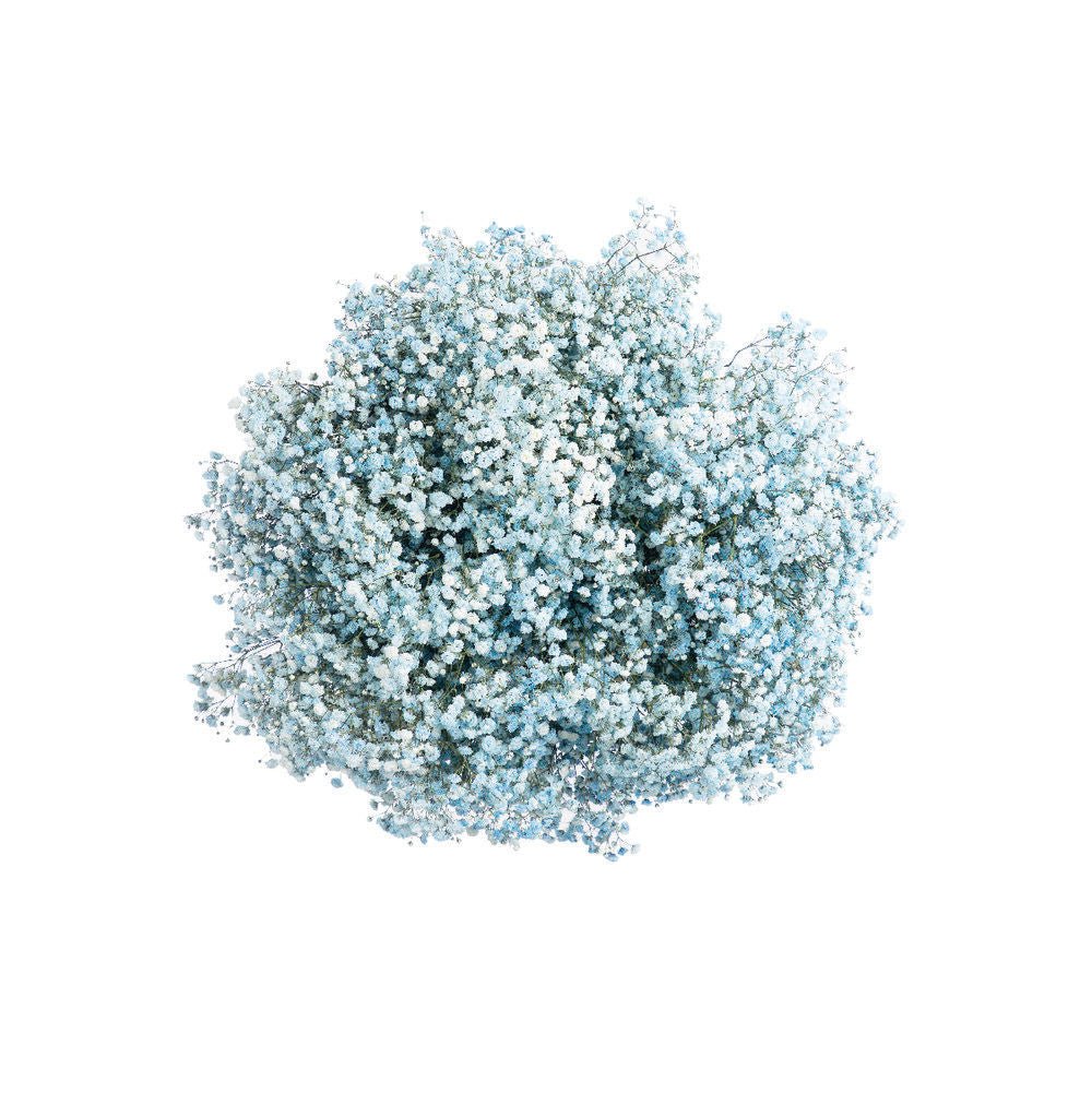 Bulk Fresh Baby's Breath, Gypsophila Light Blue (200300 stems