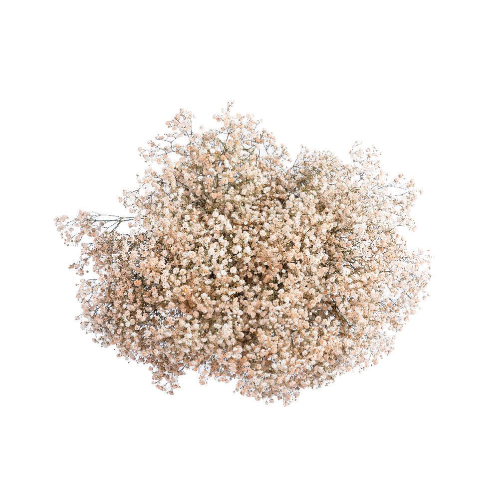 Bulk Fresh Baby's Breath, Gypsophila - Light Orange (200-300 stems)