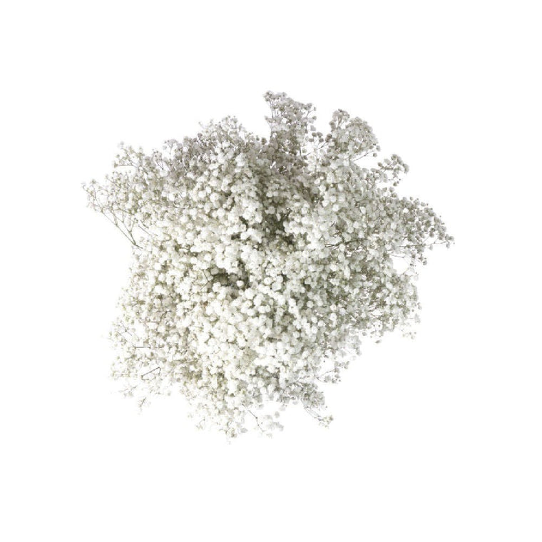 Fresh Babys Breath