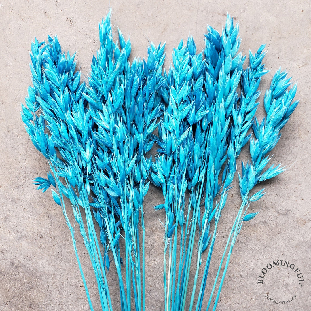 Dried Avena Oat Flowers - Blue (009) - BLOOMINGFUL - wedding, event, decor, gift, bouquet, arrangement, bridal, garland, fresh dried preserved artificial silk, birthday housewarming foliage