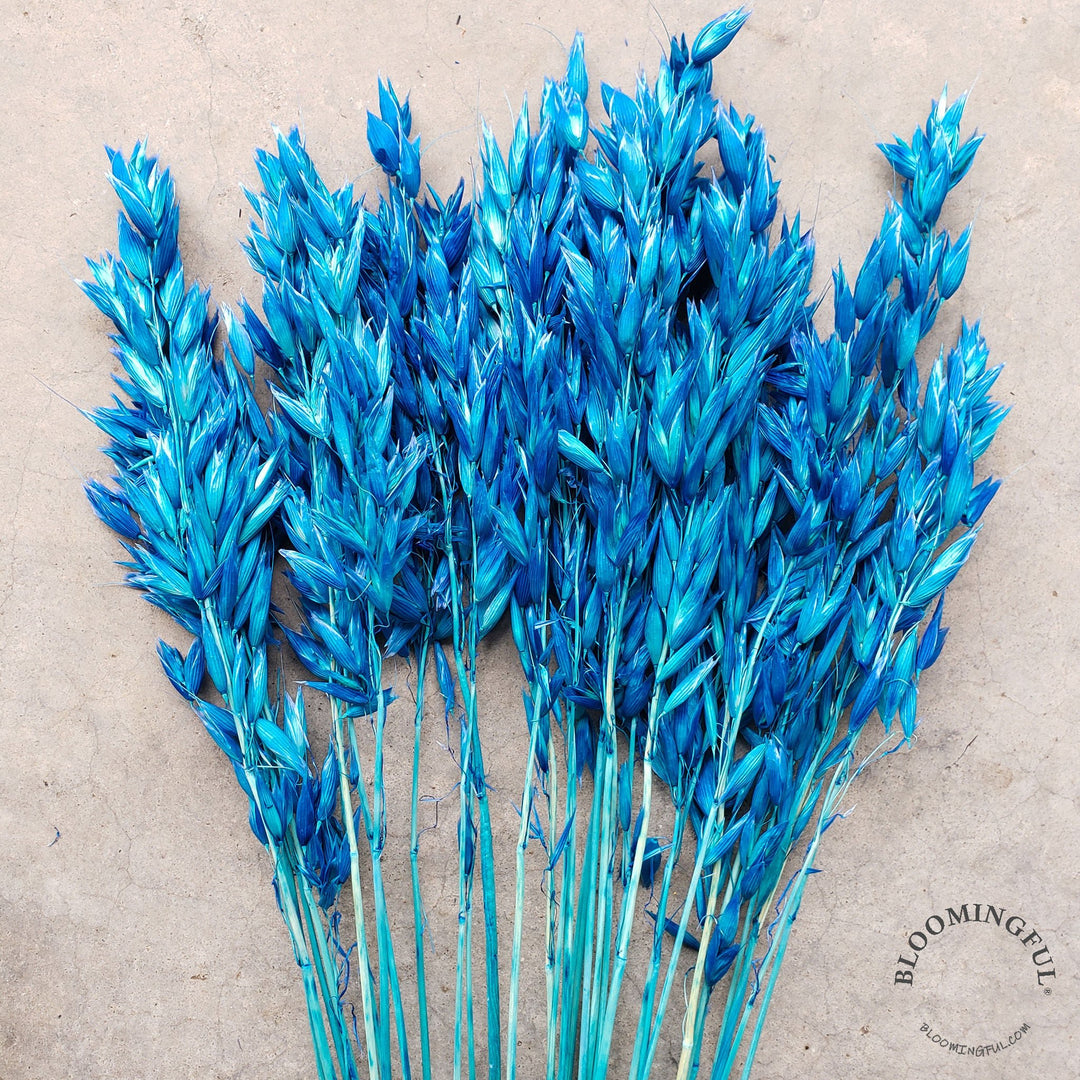 Dried Avena Oat Flowers - Blue (019) - BLOOMINGFUL - wedding, event, decor, gift, bouquet, arrangement, bridal, garland, fresh dried preserved artificial silk, birthday housewarming foliage