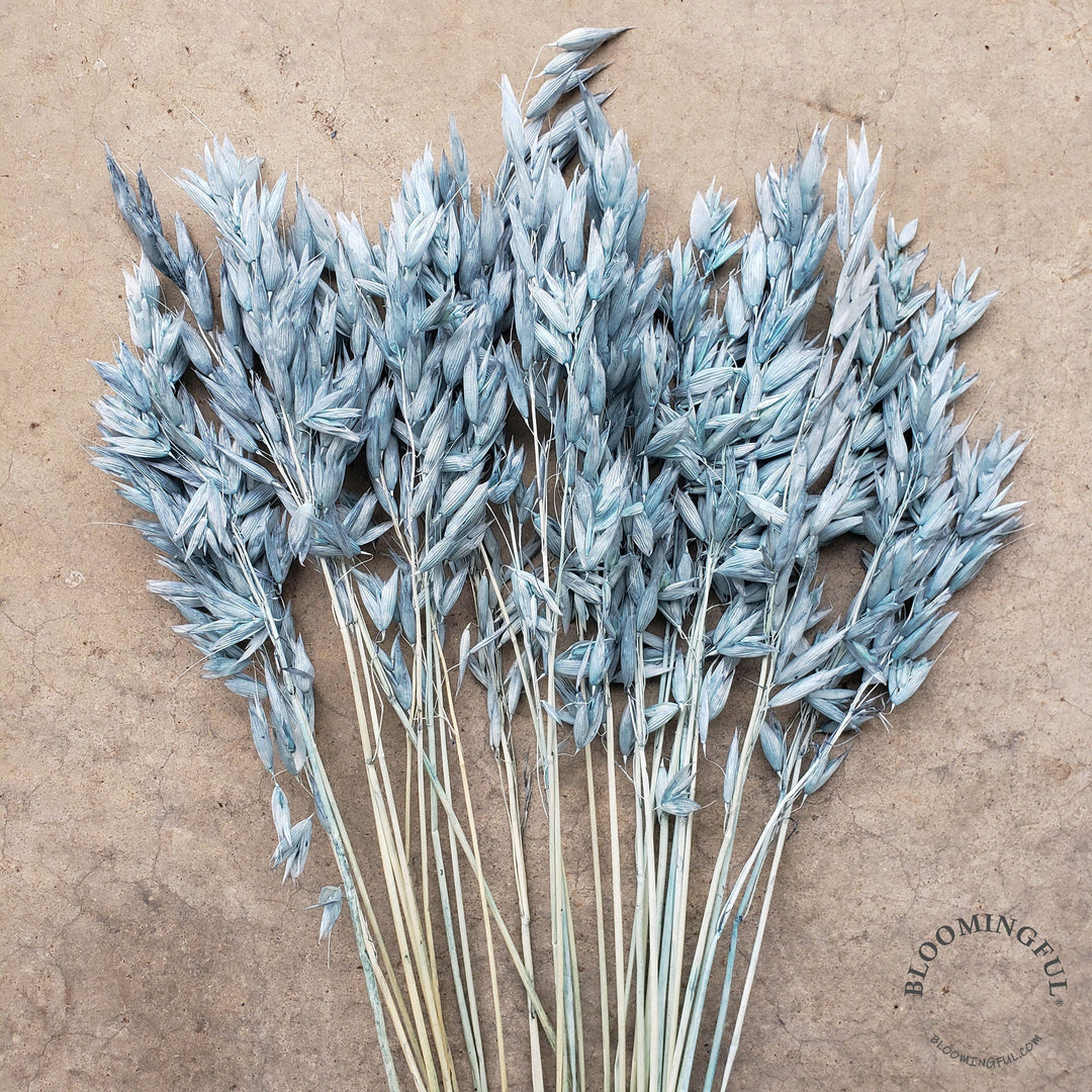 Dried Avena Oat Flowers - Dusty Blue-Gray (008) - BLOOMINGFUL - wedding, event, decor, gift, bouquet, arrangement, bridal, garland, fresh dried preserved artificial silk, birthday housewarming foliage