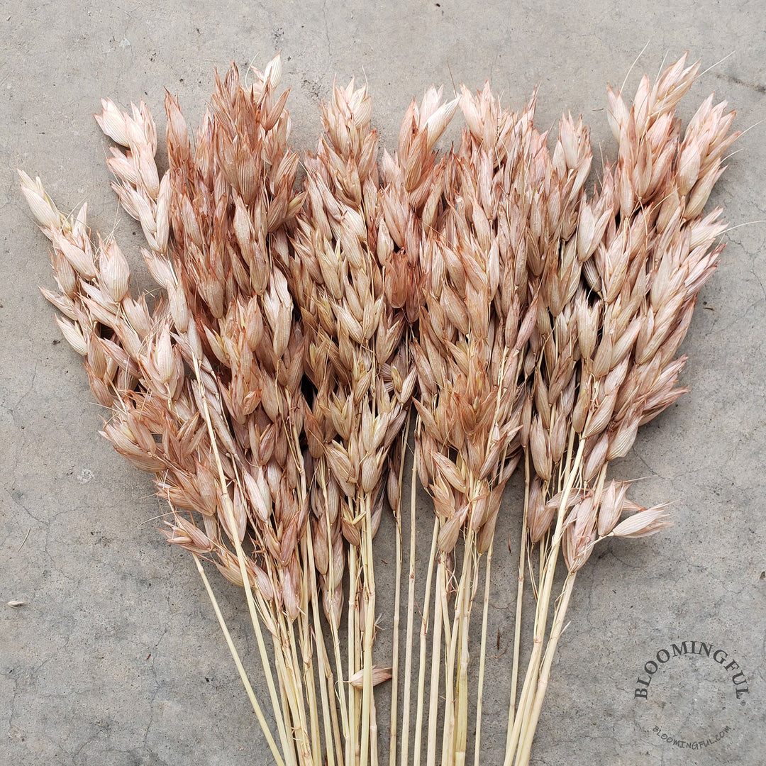 Dried Avena Oat Flowers - Dusty Pink (018) - BLOOMINGFUL - wedding, event, decor, gift, bouquet, arrangement, bridal, garland, fresh dried preserved artificial silk, birthday housewarming foliage