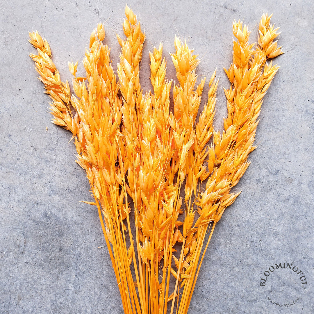 Dried Avena Oat Flowers - Orange Tangerine (013) - BLOOMINGFUL - wedding, event, decor, gift, bouquet, arrangement, bridal, garland, fresh dried preserved artificial silk, birthday housewarming foliage