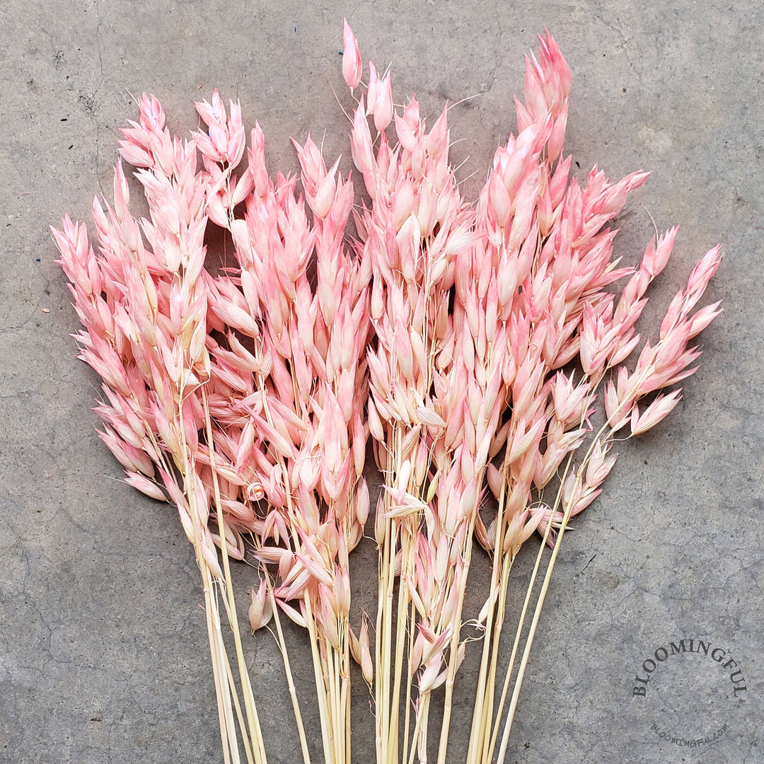 Dried Avena Oat Flowers - Pink Blush (016) - BLOOMINGFUL - wedding, event, decor, gift, bouquet, arrangement, bridal, garland, fresh dried preserved artificial silk, birthday housewarming foliage