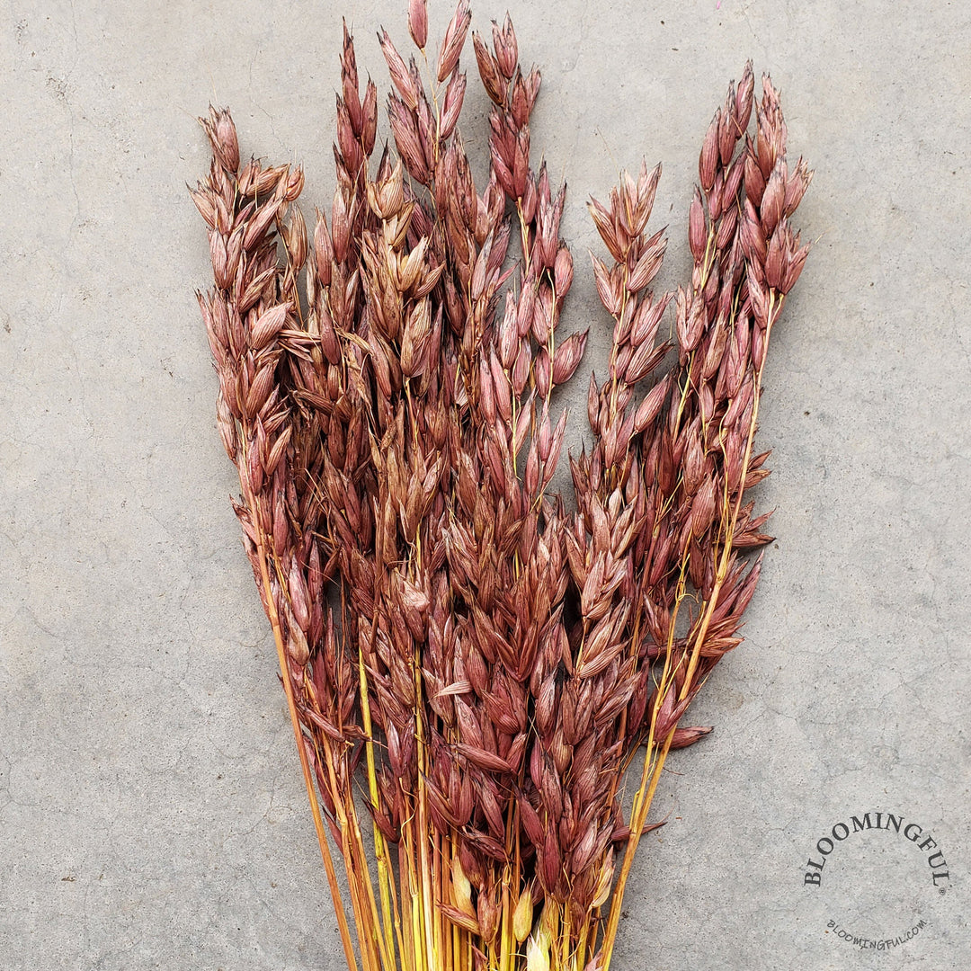Dried Avena Oat Flowers - Rustic Wine (017) - BLOOMINGFUL - wedding, event, decor, gift, bouquet, arrangement, bridal, garland, fresh dried preserved artificial silk, birthday housewarming foliage